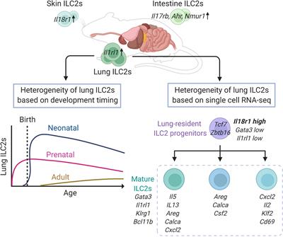 Heterogeneity of ILC2s in the Lungs